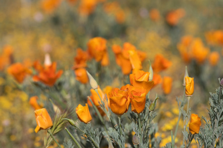 Antelope Valley Poppy Reserve in California Photo taken in springtime.の写真素材