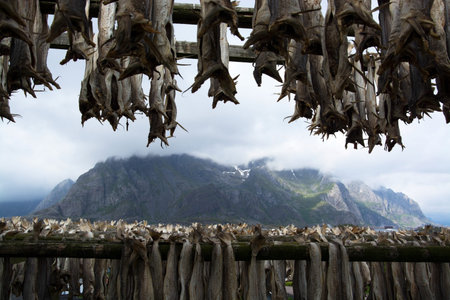 HenningsvÃ¦r is a fishing village located on several small islands off the southern coast of...