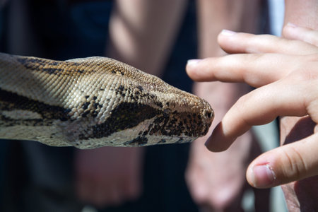 A python presented as a pet.