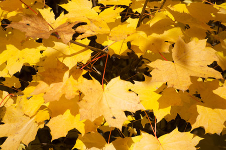 Yellow autumn leafs in autumn in Germany.の写真素材