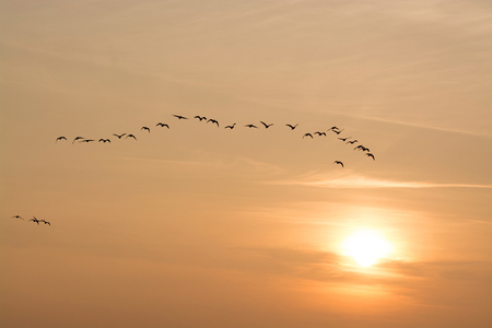 Wild geese in October during its travel to the south in the evening.の写真素材