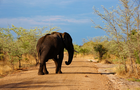 Elephant, photo taken during a safari in Namibia.の写真素材