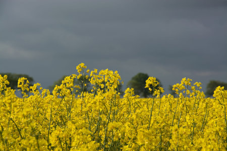 Rape Flowers in Germany in May.