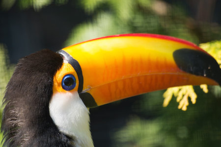 Toco Toucan, also called in latin Ramphastos toco.