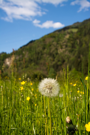 common dandelion, called in latinTaraxacum sect. Ruderalia.の写真素材