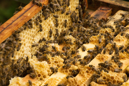 Bee colony in a apiculture in Germany .