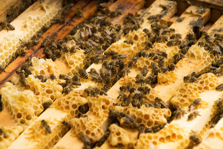 Bee colony in a apiculture in Germany .