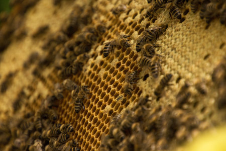 Bee colony in a apiculture in Germany .