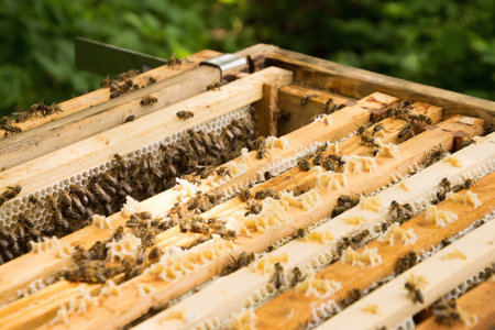 Bee colony in a apiculture in Germany .