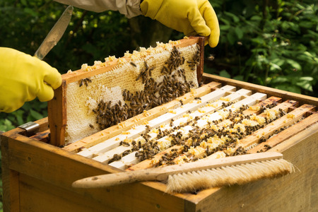 beekeeper at a Bee colony in a apiculture in Germany.の写真素材