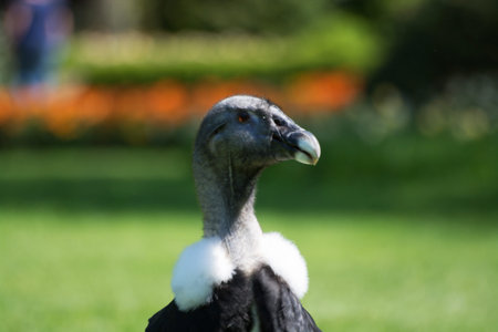 The Andean condor is a South American bird found in the Andes mountains.