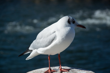 Close-Up of a Seagull in October.の写真素材