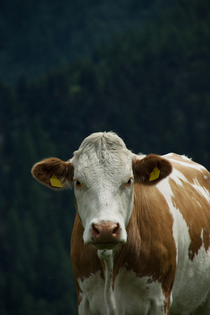 Cow in Carinthia at the Nock Alp, Austria, in July.の写真素材