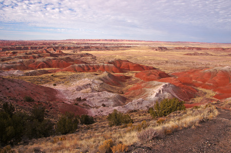Petrified Forestの写真素材