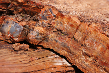 Petrified Forest National Park is a United States national park in Navajo and Apache counties in northeastern Arizona.の写真素材