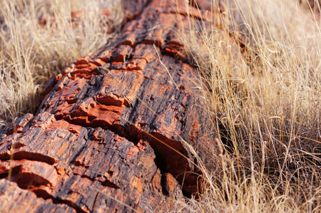 Petrified Forest National Park is a United States national park in Navajo and Apache counties in northeastern Arizona.の写真素材