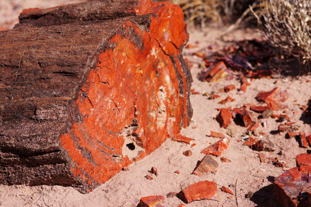Petrified Forestの写真素材