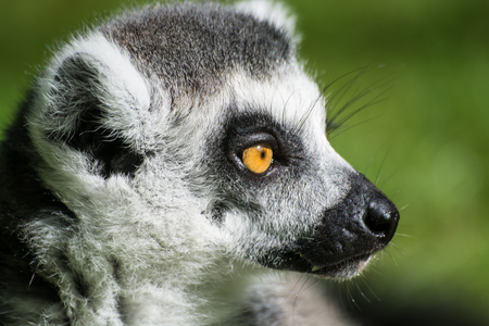 The ring-tailed lemur (Lemur catta) close upの写真素材