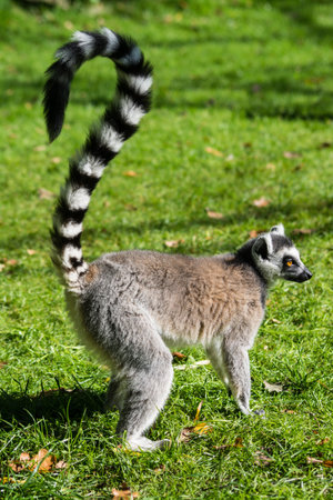 The ring-tailed lemur (Lemur catta) is a large strepsirrhine primate and the most recognized lemur...