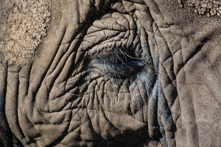 Elephantidae is a family of large, herbivorous mammals collectively called elephants and mammoths. の写真素材