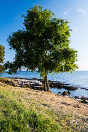Savudrija is a coastal settlement in northwestern Istria, Croatia.の写真素材