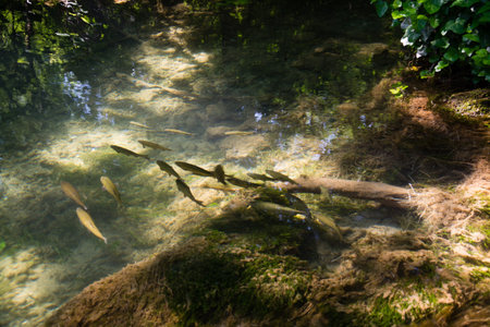 Krka National Park is one of the national parks  in Dalmatia, Croatia.