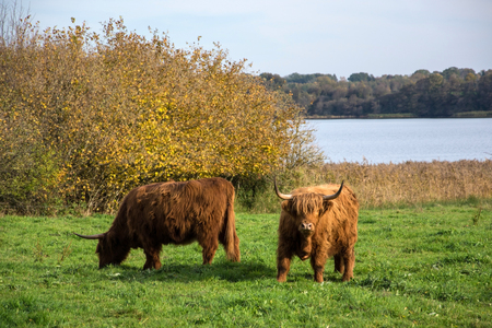 Hedeby was an important Danish Viking Age trading settlement near the southern end of the Jutland Peninsula, now in the Schleswig-Flensburg district of Schleswig-Holstein, Germany.の写真素材