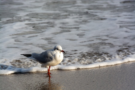 Gulls, or seagulls, are seabirds of the family Laridae in the suborder Lari.
