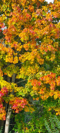 Colorful autumn leafs in October in Germany.の写真素材