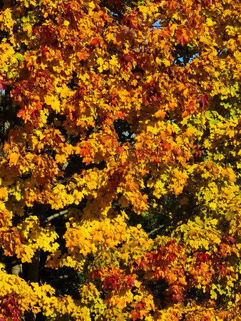 Colorful autumn leafs in October in Germany.