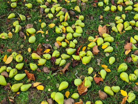 Pears at the ground partly ripely, partly already rotten, in October.