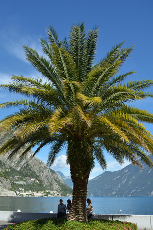 Palm on the promenade in Limone sul Garda on the shores of Lake Garda - Italy.の写真素材