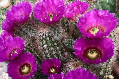Flowering cactus Echinocereus reichenbachii from Texas - USA.のeditorial素材