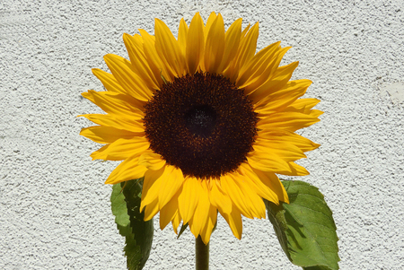 Sunflower Helianthus annuus on a summer day in front of a house facade in the government district in Berlin - Germany.のeditorial素材