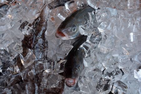 Seafood from the Adriatic Sea at the Rialto Bridge of Venice - Italy.の写真素材