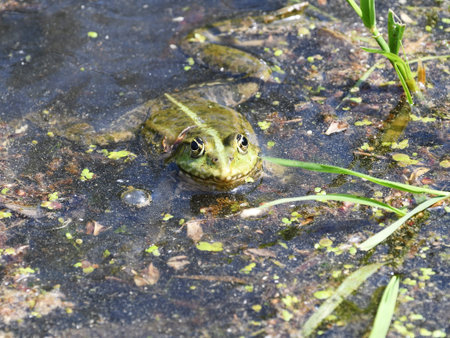 Frog in the water of a pond, close-up.