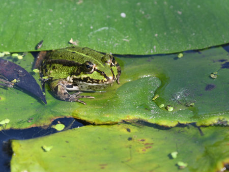 Green frog sitting on a lily leaf in a pond in autumn