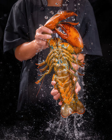 Lobster in the hands of a person on a black backgroundの写真素材
