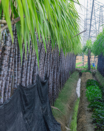 Sugar cane plantation in the countryside of Thailand, selective focus.の写真素材