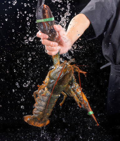 Lobster in the hands of a chef on a black backgroundの写真素材