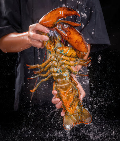 Lobster in the hands of a cook on a black backgroundの写真素材