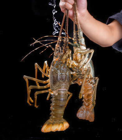 Lobster in the water on a black background with clipping pathの写真素材