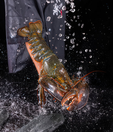 Live lobster in water with splashes of water on a black backgroundの写真素材