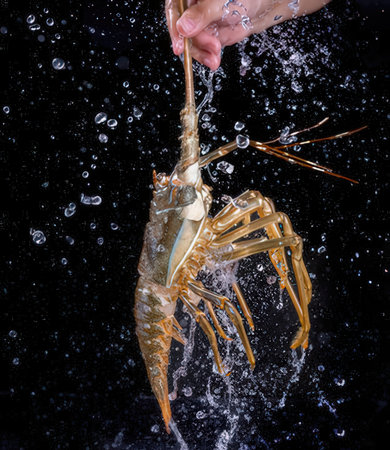 Piece of fresh raw lobster in water on black background, closeupの写真素材