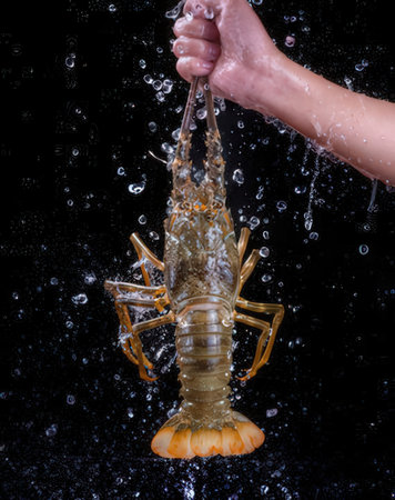 Lobster in water on a black background. Studio shot.の写真素材
