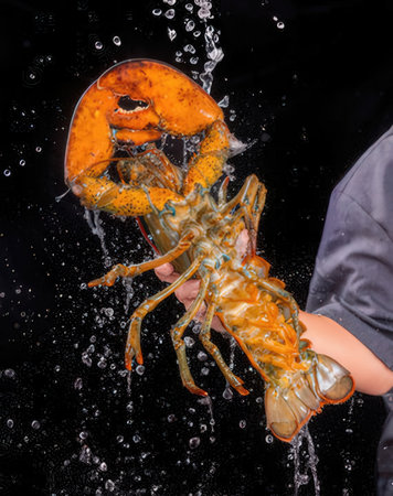 Lobster in the hands of a girl on a black backgroundの写真素材