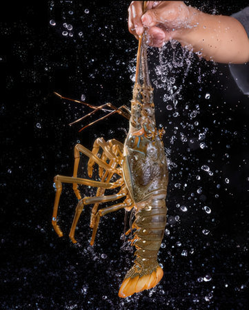 Lobster on a black backgroundの写真素材