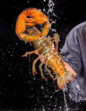 Lobster in the hands of a woman on a black backgroundの写真素材