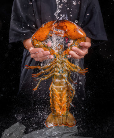 lobster in the hands of a cook on a black backgroundの写真素材