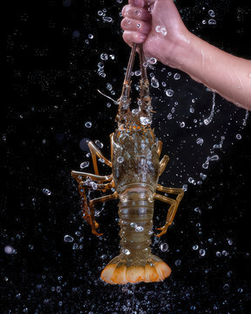 Lobster in water on a black background, studio shot.の写真素材
